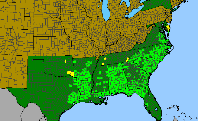 The range of Symplocos tinctoria